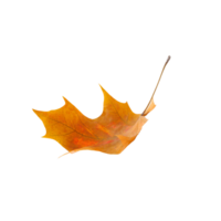 browen autumn leaves without background png