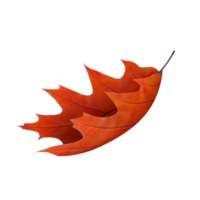 red Autumn leaves without background png