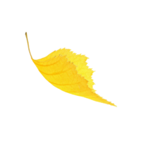 yellow Autumn leaves without background png