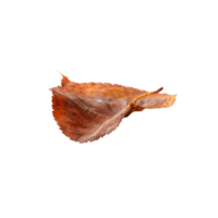 brown Autumn leaves without background png