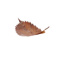 browen leaves without background png