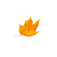 chute l'automne feuille png