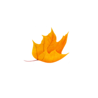 falling autumn leaf png