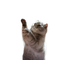 Adorable white kitten with fluffy fur playfully looks up with one paw raised isolated on transparent background png