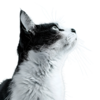 Close-up portrait of a fluffy white kitten with bright eyes isolated on transparent background png