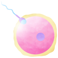 Stages Human Embryonic Development and Fertilized Eggs png