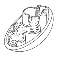 Mitochondria Doodle and components of human cells png