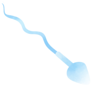 sperma celler form under de bearbeta känd som spermatogenes png