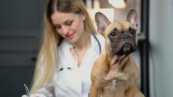 Medicine, pet care and people concept - doctor with clipboard taking notes with dog diagnosis at vet clinic video