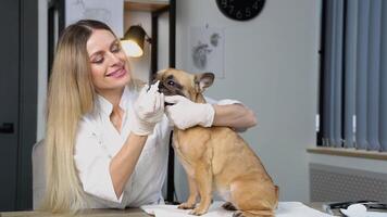 Female veterinarian dripping ears to dog video