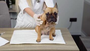 komisch Französisch Bulldogge beim das Tierarzt geplanter Termin video