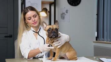Woman veterinarian listens to dog lungs with stethoscope in veterinary clinic. Pet care concept video