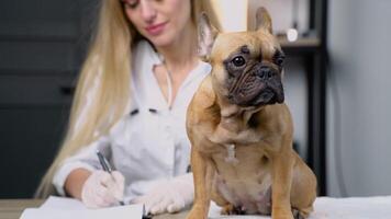 medicamento, animal Cuidado e pessoas conceito - médico com prancheta levando notas com cachorro diagnóstico às veterinario clínica video