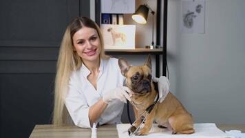 porträtt av en veterinär läkare med vuxen franska bulldogg på klinik video
