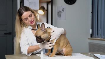 vrouw dierenarts luistert naar hond longen met stethoscoop in veterinair kliniek. huisdier zorg concept video