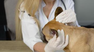 An experienced veterinarian checks the ears and eyes of a dog video