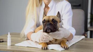 komisch Französisch Bulldogge beim das Tierarzt geplanter Termin video