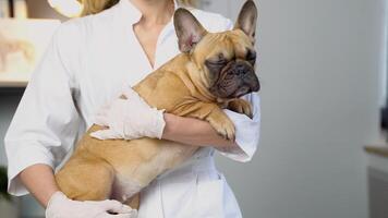 een dierenarts dokter met volwassen Frans bulldog Bij kliniek. huisdier zorg concept video
