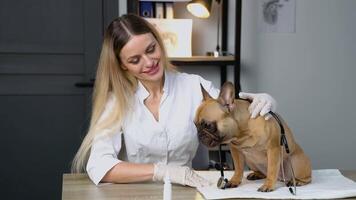 portrait de une vétérinaire médecin avec adulte français bouledogue à clinique video