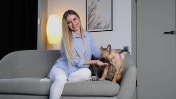 A beautiful, cute casual woman is happily fun playing adorable french bulldog on grey sofa in living room of house. Pet is her family and friends in lifestyle video