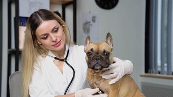femme vétérinaire écoute à chien poumons avec stéthoscope dans vétérinaire clinique. animal de compagnie se soucier concept video