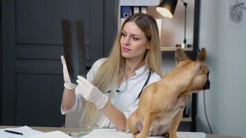 Vet doctor with dog scrutinizing dog's X-ray in veterinary clinic. Pet care concept video