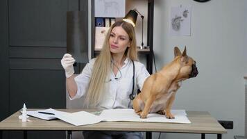 Vet doctor with dog scrutinizing dog's X-ray in veterinary clinic. Pet care concept video