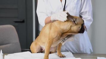 mulher veterinário escuta para cachorro pulmões com estetoscópio dentro veterinário clínica. animal Cuidado conceito video