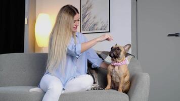 A beautiful, cute casual woman is happily fun playing, teasing, and hug adorable french bulldog on grey sofa in living room of house. Pet is her family and friends in lifestyle video