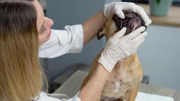 An experienced veterinarian checks teeth of a dog video