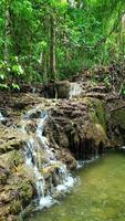 Stream in tropical rainforest, Thailand. video