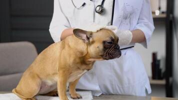 femelle vétérinaire avec stéthoscope caresse adorable français bouledogue video