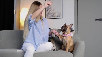 A beautiful, cute casual woman is happily fun playing, teasing, and hug adorable french bulldog on grey sofa in living room of house. Pet is her family and friends in lifestyle video