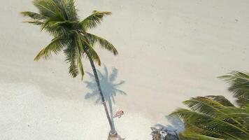 mulher balanços em uma Palma árvore em tropical arenoso de praia dentro Tailândia video