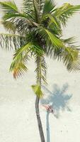 Woman swings on a palm tree on tropical sandy beach in Thailand video