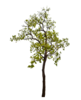 Baum auf transparent Hintergrund mit Ausschnitt Weg, Single Baum mit Ausschnitt Pfad und Alpha Kanal png