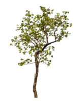Tree on transparent background with clipping path, single tree with clipping path and alpha channel png