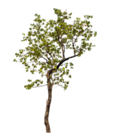 árbol en transparente antecedentes con recorte camino, soltero árbol con recorte camino y alfa canal png