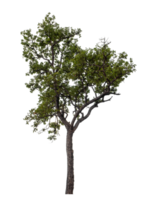 albero su trasparente sfondo con ritaglio sentiero, singolo albero con ritaglio sentiero e alfa canale png
