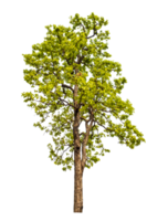 Baum auf transparent Hintergrund mit Ausschnitt Weg, Single Baum mit Ausschnitt Pfad und Alpha Kanal png