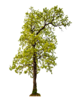 Baum auf transparent Hintergrund mit Ausschnitt Weg, Single Baum mit Ausschnitt Pfad und Alpha Kanal png