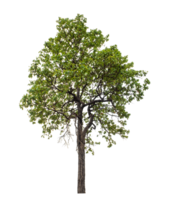 Baum auf transparent Hintergrund mit Ausschnitt Weg, Single Baum mit Ausschnitt Pfad und Alpha Kanal png