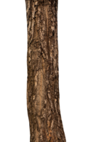 trunk av en träd isolerat på transparent bakgrund. png