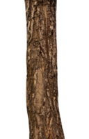 Trunk of a tree Isolated On transparent Background. png