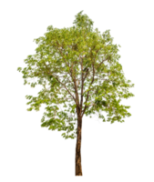 Tree on transparent background with clipping path, single tree with clipping path and alpha channel png