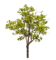 Baum auf transparent Hintergrund mit Ausschnitt Weg, Single Baum mit Ausschnitt Pfad und Alpha Kanal png