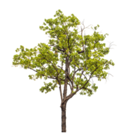 Baum auf transparent Hintergrund mit Ausschnitt Weg, Single Baum mit Ausschnitt Pfad und Alpha Kanal png