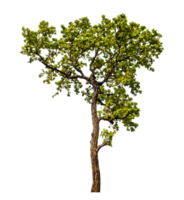 arbre sur transparent Contexte avec coupure chemin, Célibataire arbre avec coupure chemin et alpha canal png