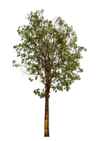 árbol en transparente antecedentes con recorte camino, soltero árbol con recorte camino y alfa canal png