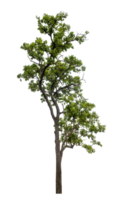 träd på transparent bakgrund med klippning väg, enda träd med klippning väg och alfa kanal png